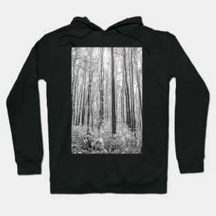Contrasted Forest of Snow Hoodie